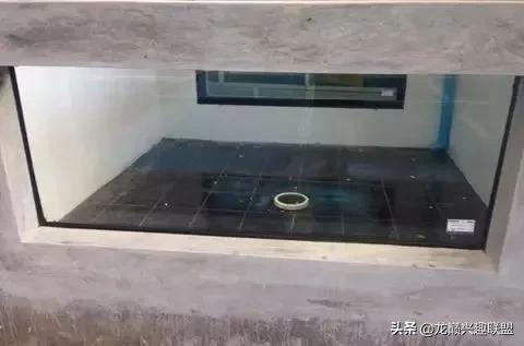 国外某熊孩子把龙鱼吓脱臼了