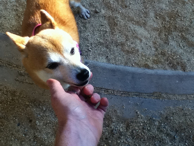 摸狗狗的时候它总爱咬手怎么办,经常抚摸狗狗会让它不咬人吗