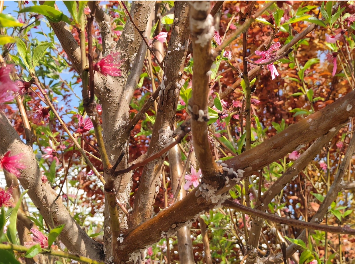 树虱子什么时间防治,树虱子该如何解决