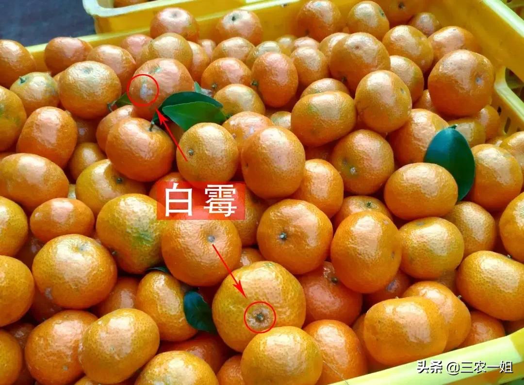这样的砂糖橘最好不要买,砂糖橘便宜水果