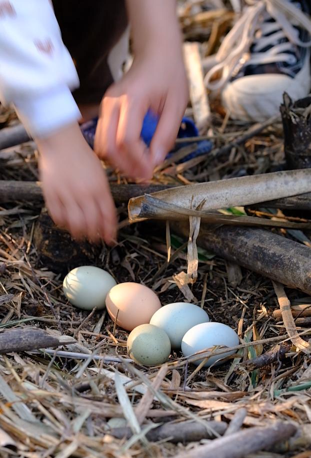 卖完公鸡留母鸡生蛋，不按斤按盒卖70-100块，居然收入千万