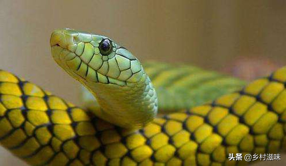 家中五喜指的是什么,五喜来家有财的俗语