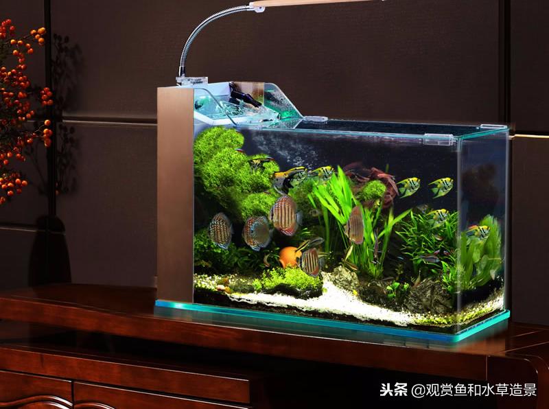 什么样的鱼缸牌子适合新手入门,150的鱼缸适合新手养的鱼