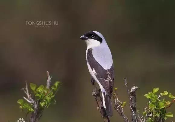 伯劳鸟饲养,没睁眼的伯劳怎样饲养