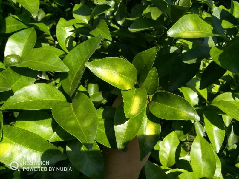 柑橘太阳果的处理,柑橘太阳果是什么原因造成的