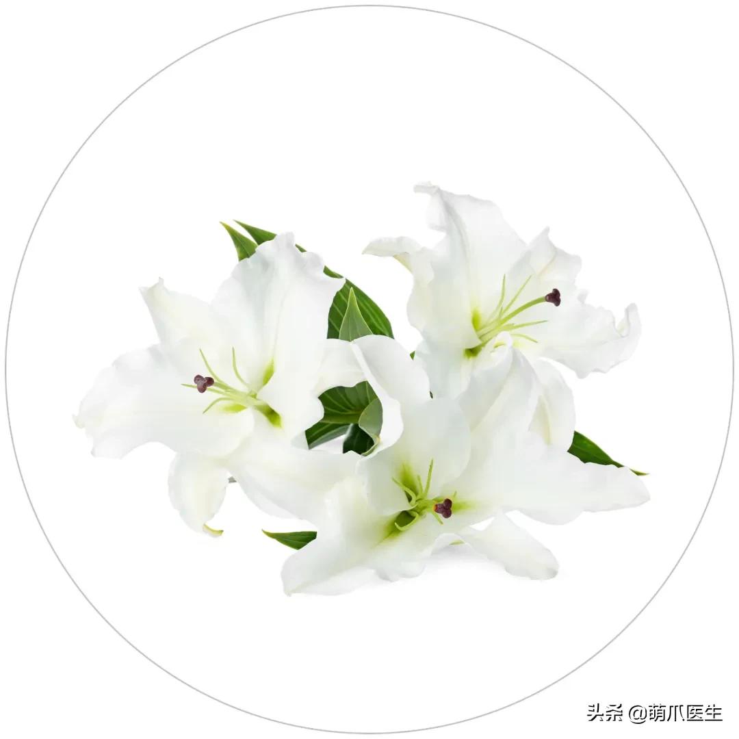 家有萌猫，千万别养这些花草！！