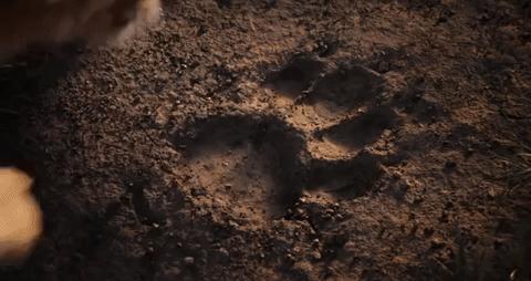 《狮子王》成年度面瘫巨制，但真有那么差吗？