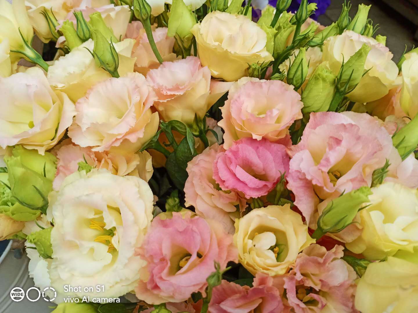 用过vivos12感觉如何,vivos1有哪些亮点