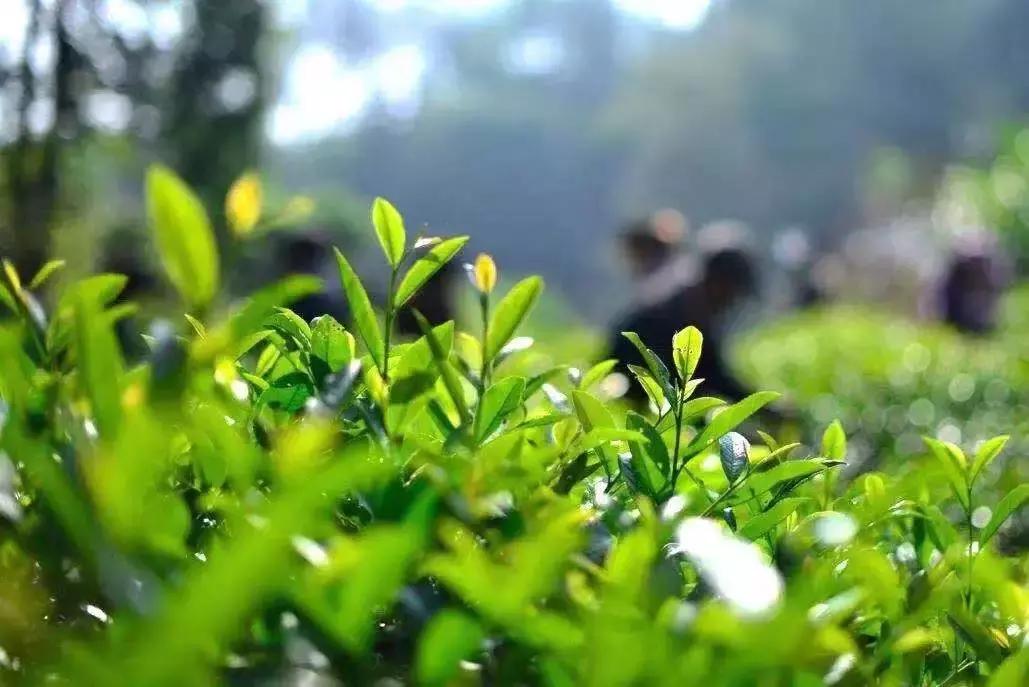 不吃点季节限定美食，这个春天就太没意思了