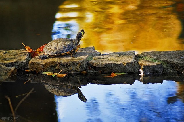 叮！您有一份国庆出游龟龟安置指南！请查收