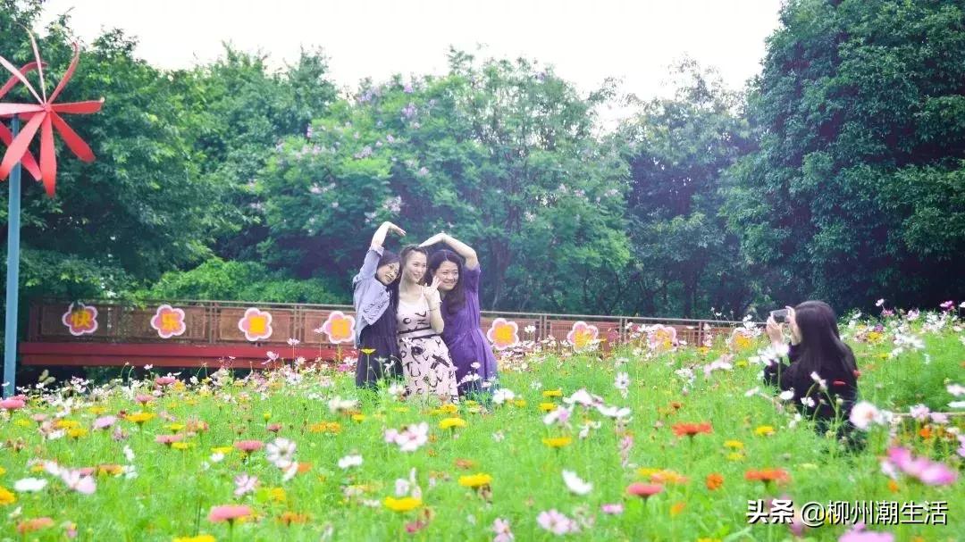 柳州哪里有免费花海,柳州花海紫荆花真实视频