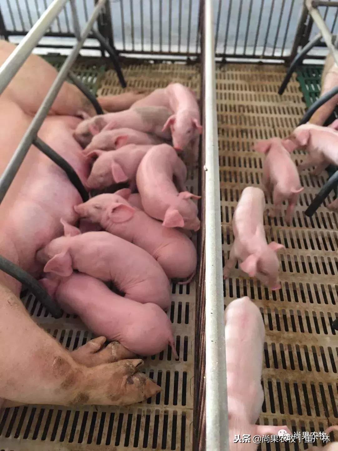 如果现在有育肥1万头和后备3000头两个项目，你会选哪个？