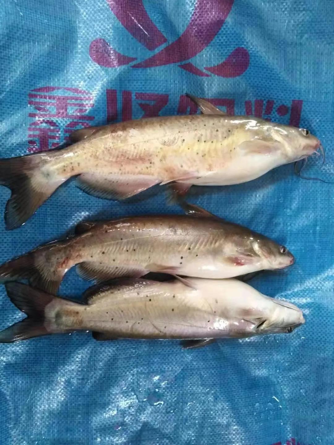 在农村创业养猪能挣钱吗,2020年在农村创业养猪可以吗