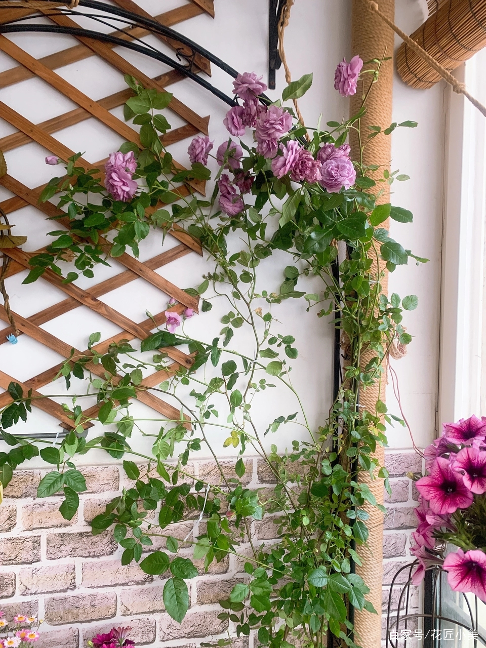 养花是个坑顺口溜,养花入的坑