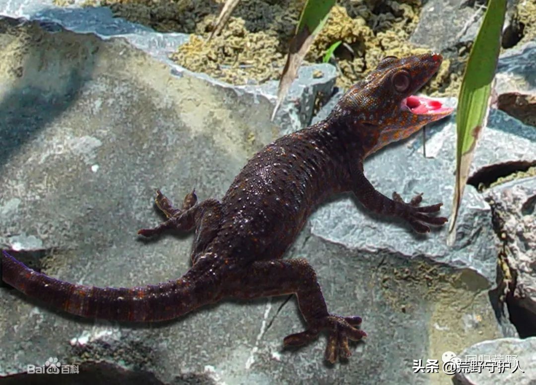 世界上最大壁虎是蛤蚧吗,世界上最大的大壁虎