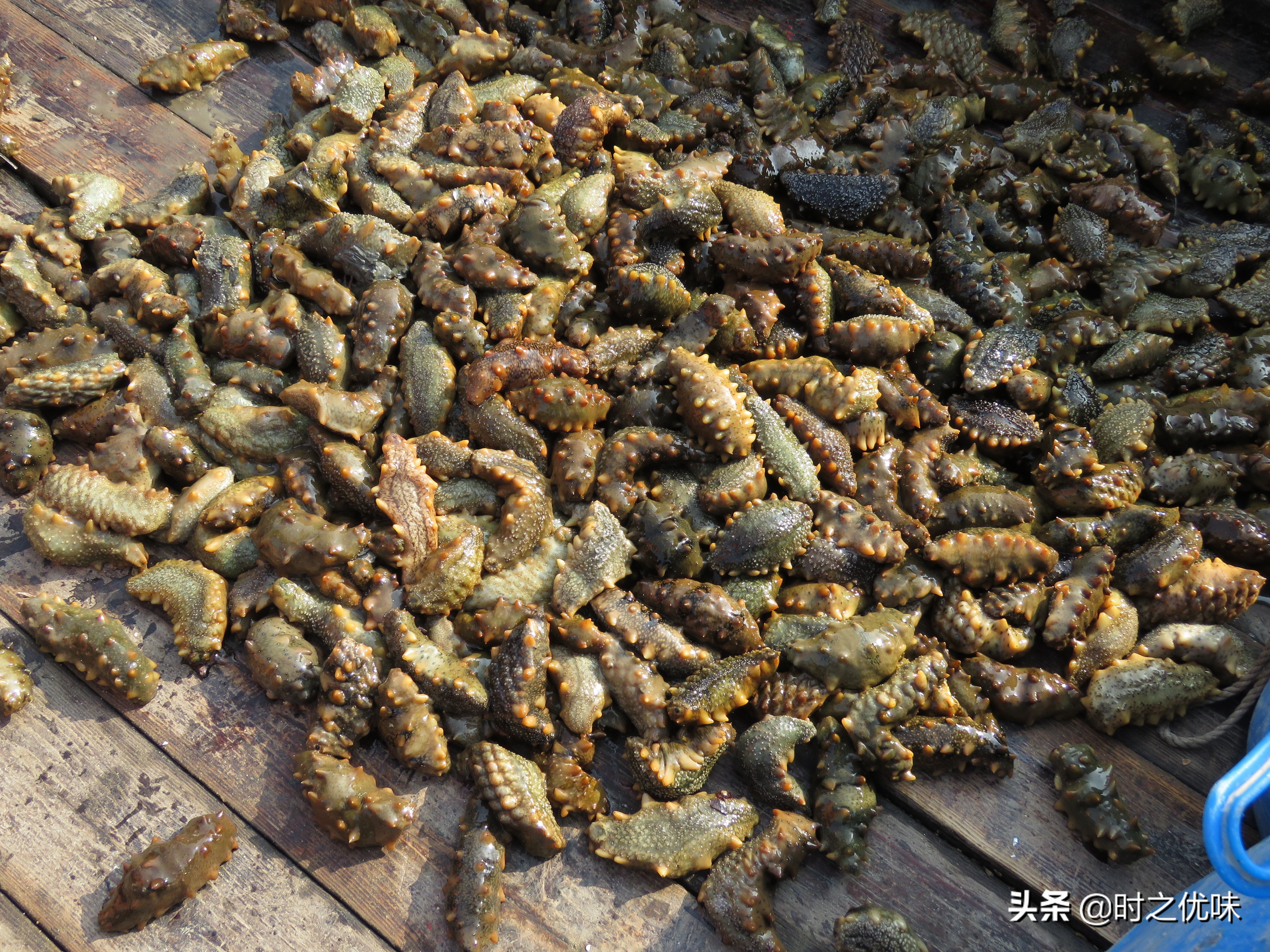 人工养殖的海参与辽参的营养区别,养殖参和野海参的营养区别