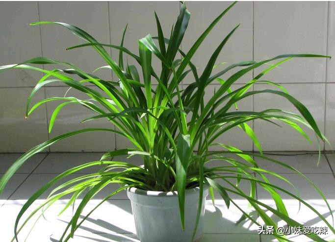 吊兰全部烂根怎么补救,吊兰烂根了怎么治疗