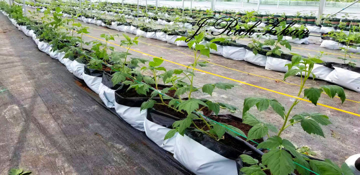 如何种野生树莓,树莓果的种子怎么种植