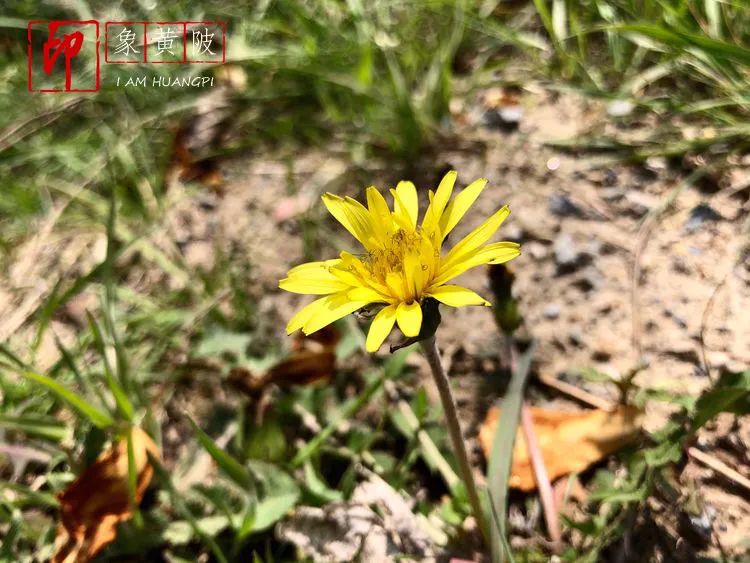 围城里的篱笆,围城里的小镇