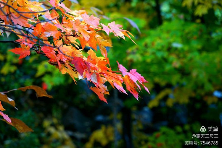鍖楃編鏋儏閽荤煶姗℃湪,鍖楃編鏋儏鐏攨