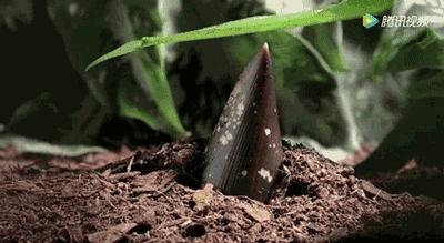 春季菜王是哪种应季菜,春季菜谱家常菜高血压