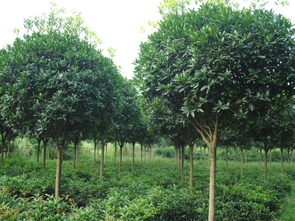 种植摇钱树致富经,荒山种植摇钱树