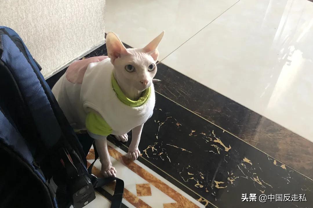 国门利剑行动,国门利剑2018全集