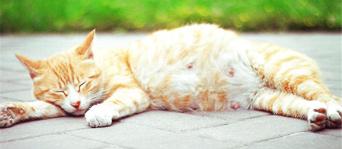 怀孕猫咪容易得哪些疾病,怀孕猫咪呼吸道感染怎么办