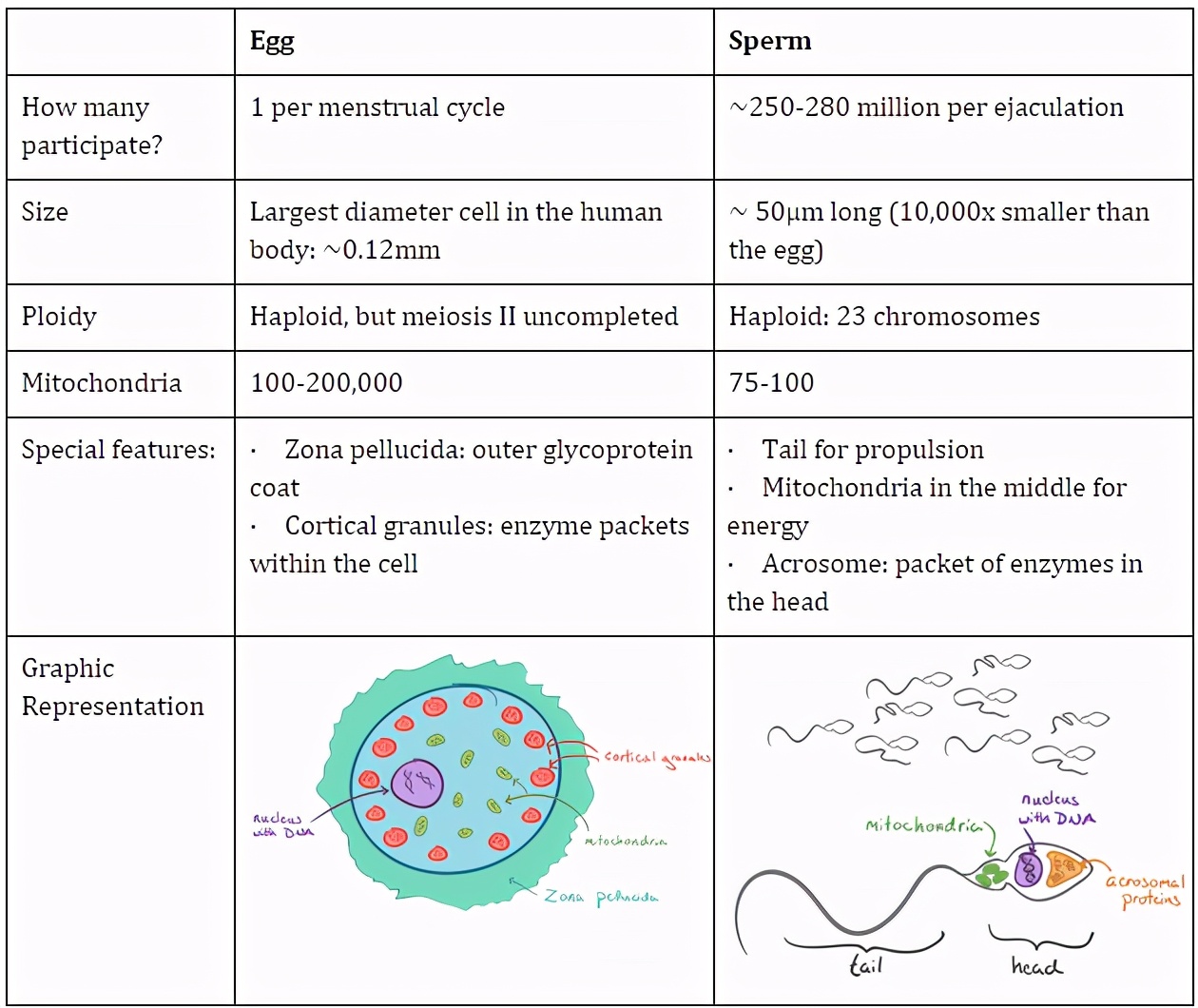 科学家发现精子运动规律,科学家发现精子的神奇作用