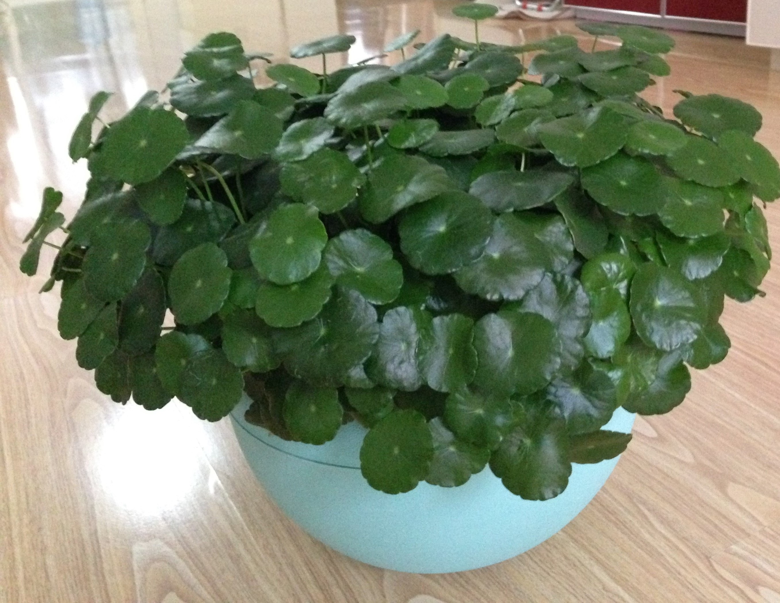 水培铜钱草怎么快速爆盆,铜钱草水培怎么养最好