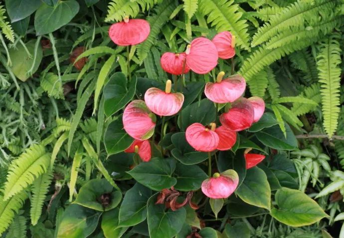 100种常见观叶植物图鉴史上最全,农村常见的100种植物