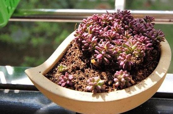 紫米粒多肉的养护方法,多肉紫雾小苗怎么扦插