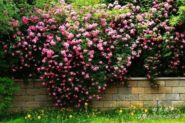 月季的养护方法和管理,月季的养护方法及注意事项