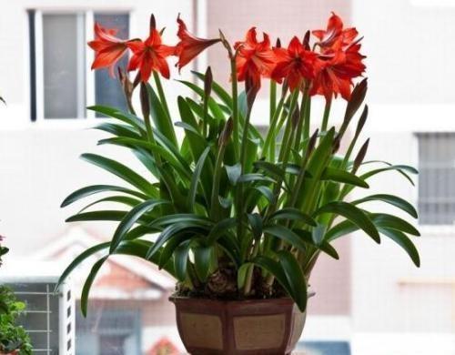 吃完桔子柚子皮皱巴巴，发酵成肥埋盆里，枝条窜出盆变成绿瀑布