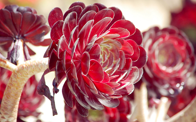 多肉可以吃到什么程度,所有的多肉能吃吗