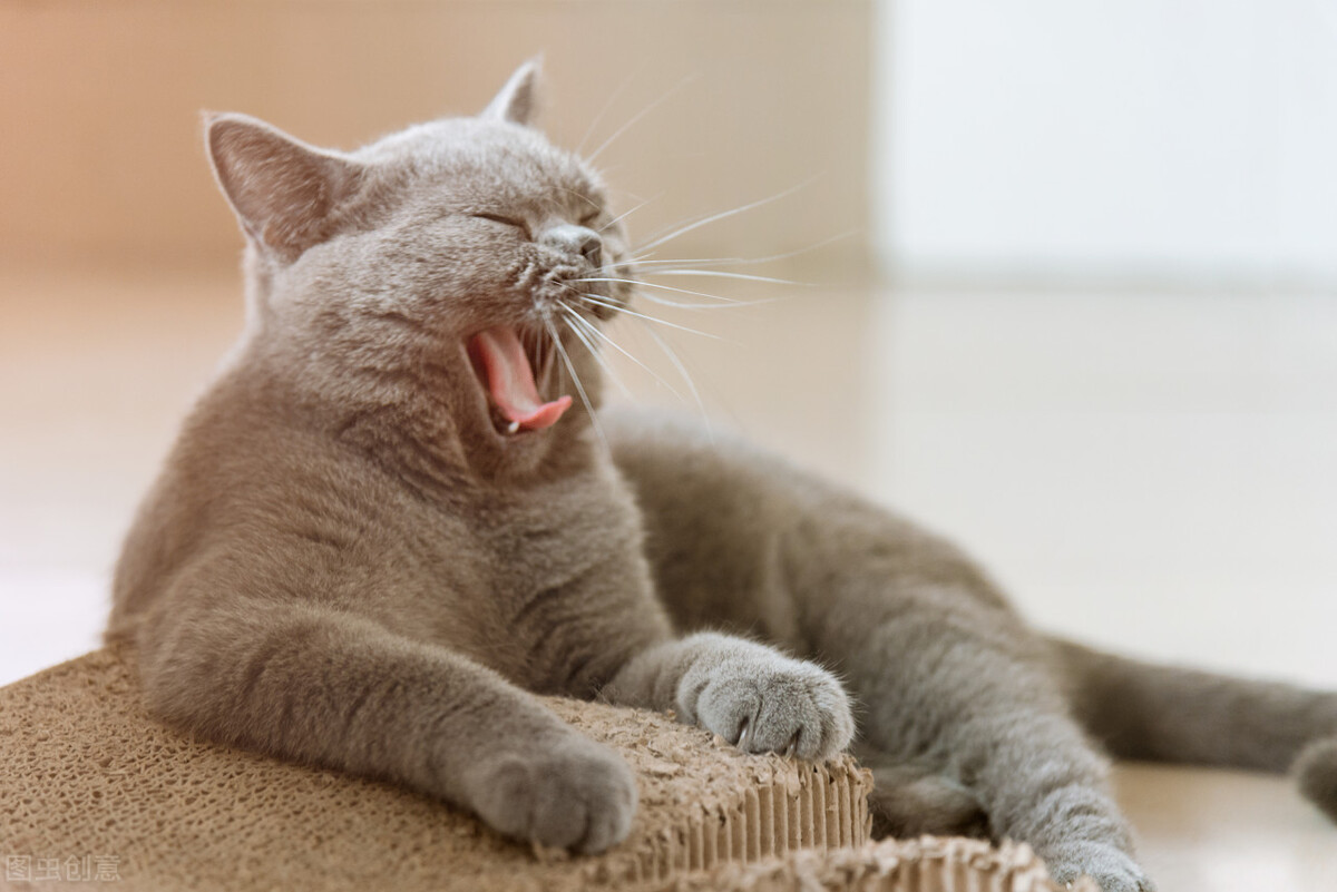 如何能养好一只小幼猫,怎样养好美短虎斑幼猫