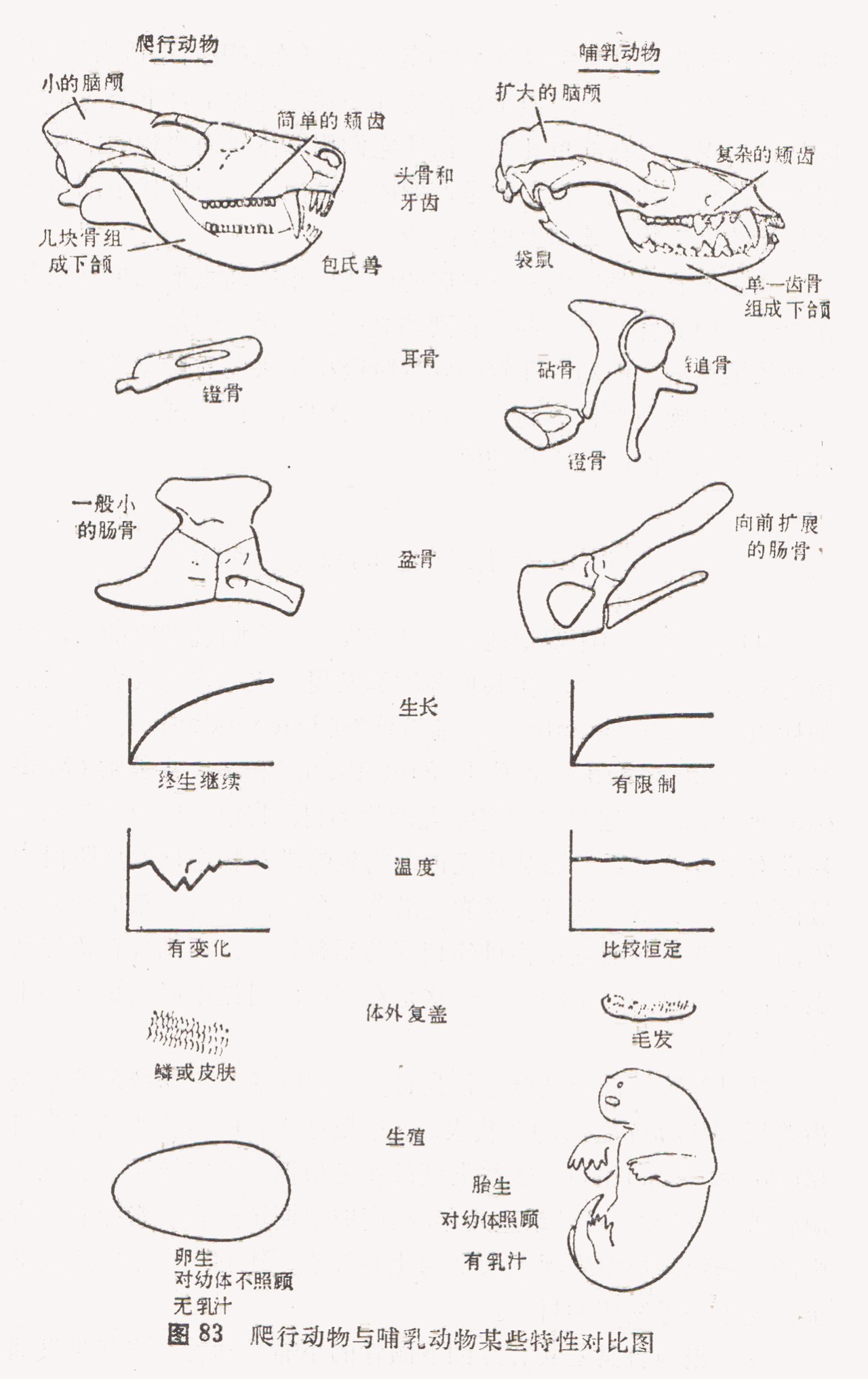 蜥蜴是怎么进化成哺乳动物,蜥蜴是怎么进化的