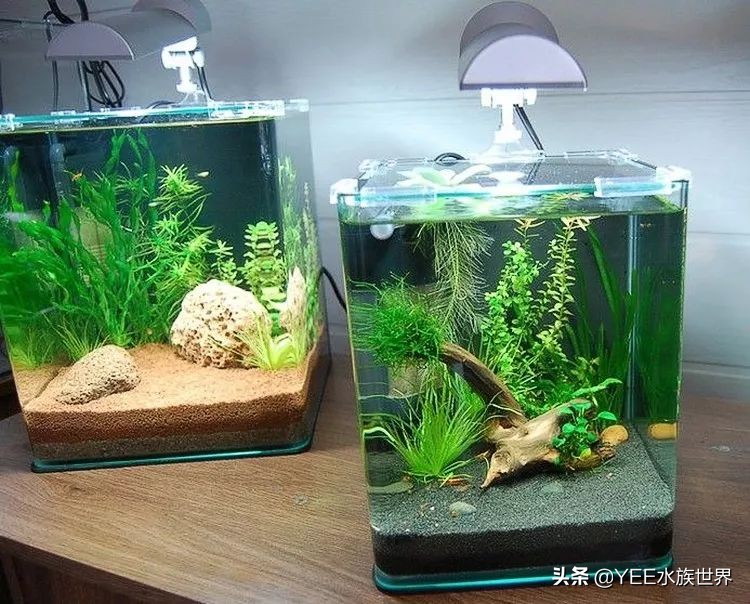 无鳞鱼能不能加盐,无鳞鱼加盐会怎么样