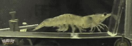 开海了怎么选海鲜,开海了囤点什么海鲜合适