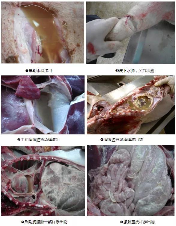 小猪得了副猪病如何治疗,小猪圆环副猪病症状及治疗