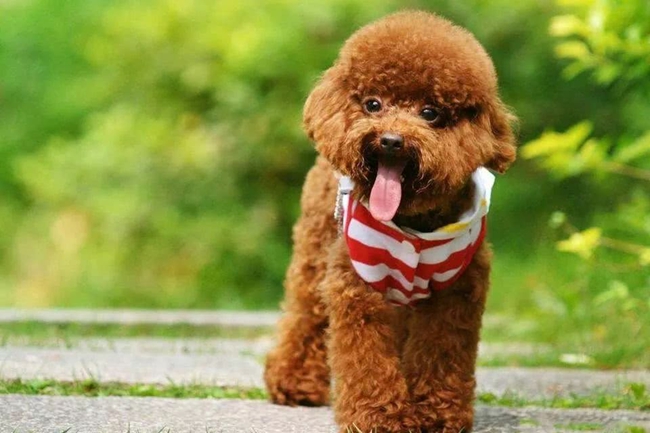 泰迪犬上吐下泻,泰迪犬上吐下泻喝益生菌可以吗