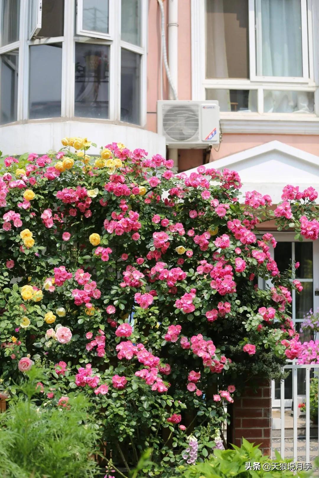 圆滚滚的绣球，瀑布般的花墙，这届花友也太会种花了吧