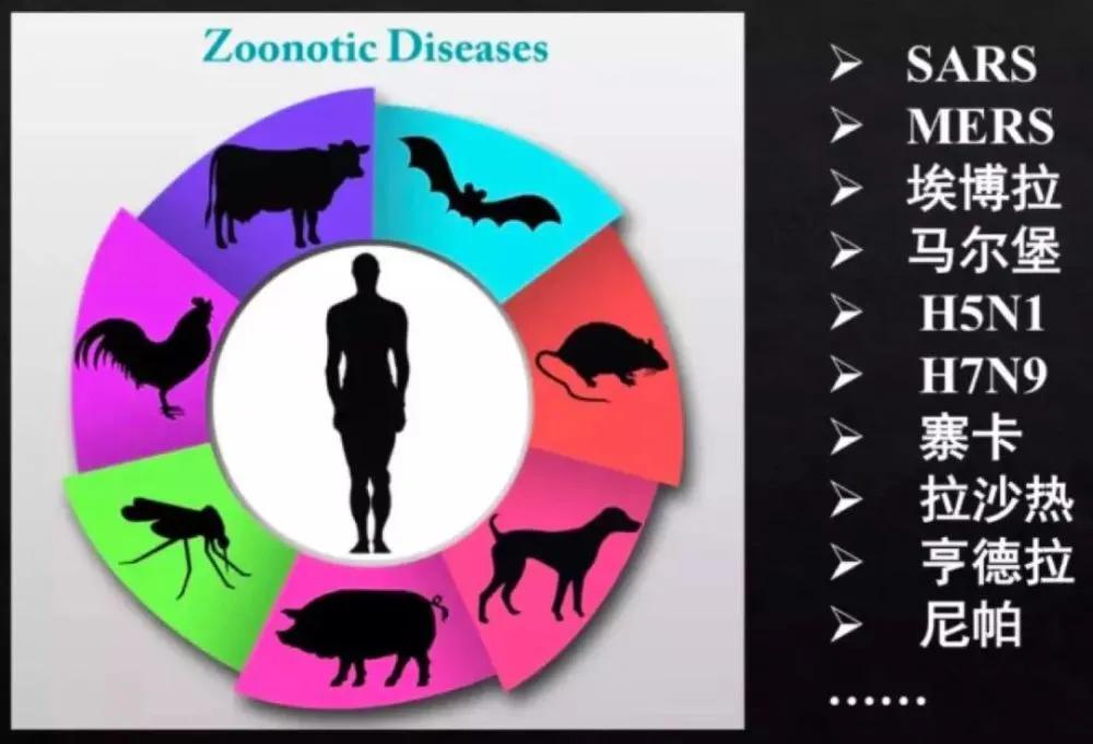 拒绝野味的动物有哪几种,哪些动物属于野味