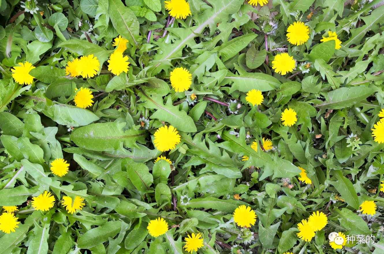 蒲公英最好看的品种是哪种,蒲公英很多品种