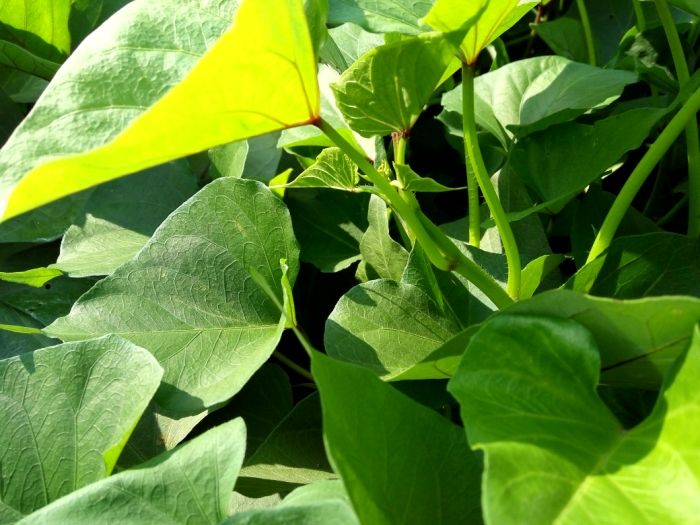 蔬菜皇后红薯叶,被称为蔬菜皇后的菜