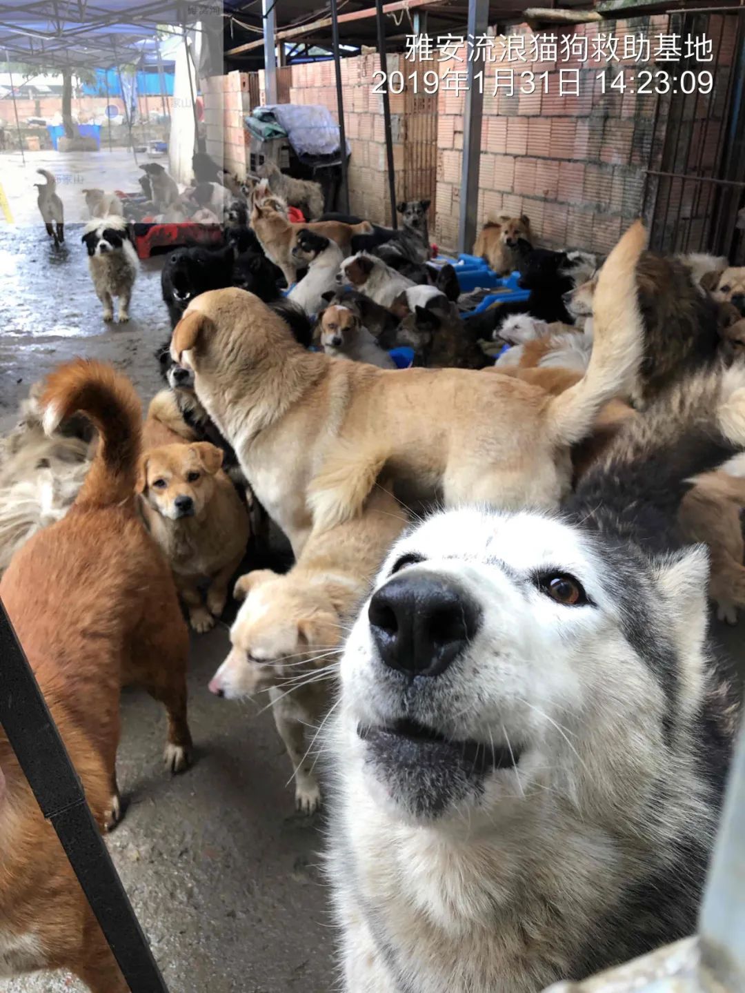 比格犬受害者拆家,比格犬丢失新主人要善待它