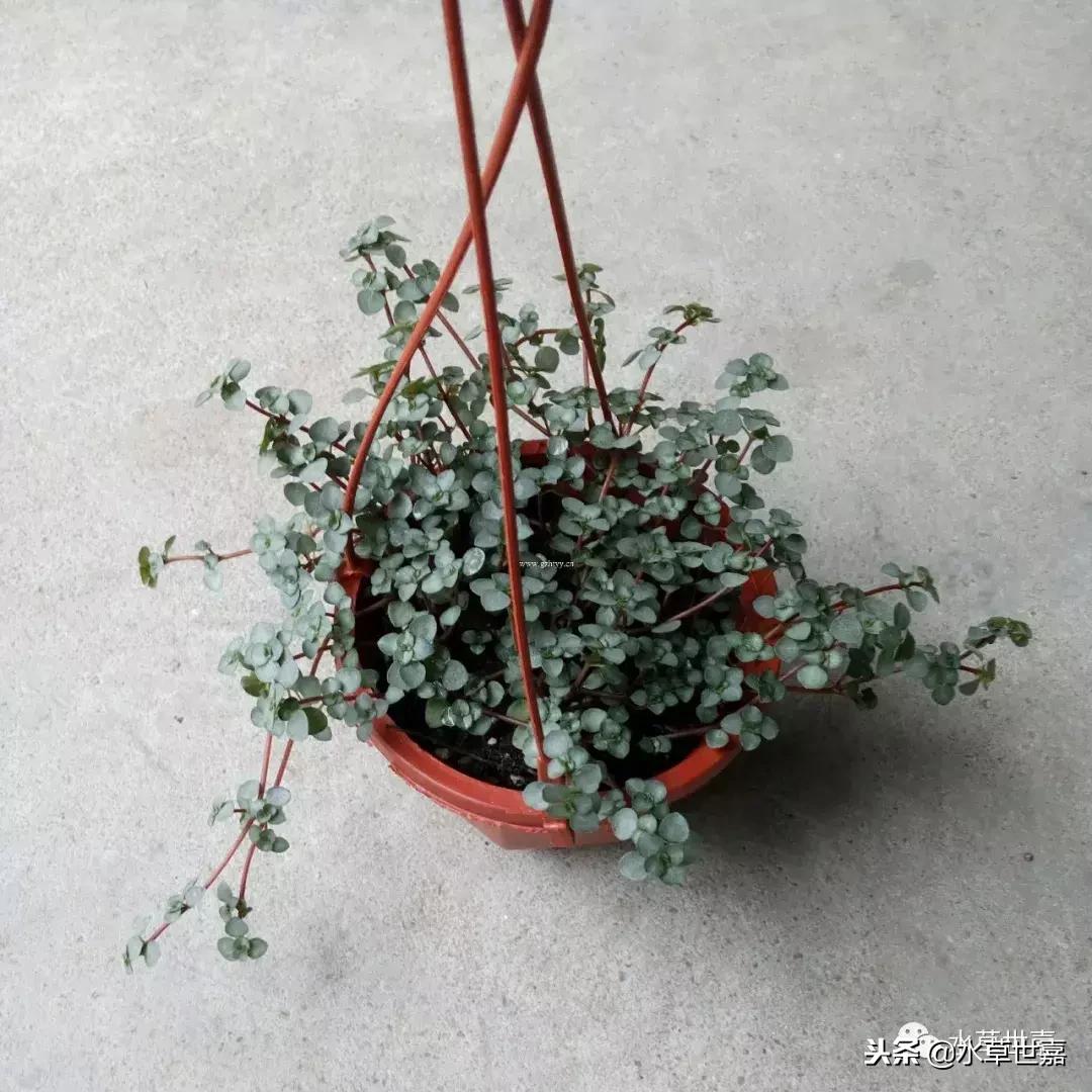 30cm水陆缸适合养什么,水陆缸植物前景中景后景搭配介绍