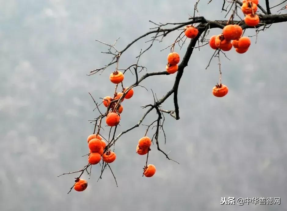 留几枚柿子在树上吧，让感恩变成一种习惯