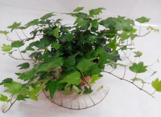 常春藤烂根移盆,常春藤枯萎的补救办法
