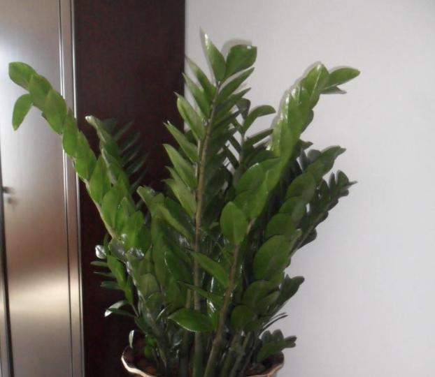 哪种树招财又旺宅,客厅最好养的两种树